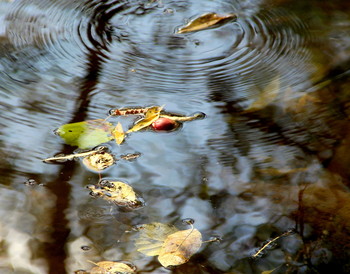 Autumn etude. / ***