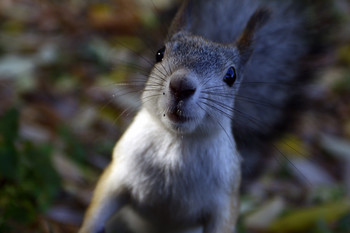 Squirrel / ***