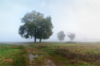 Foggy morning / ***