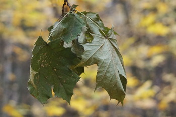 Fall Leaves / ***