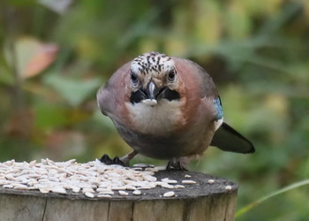 Jay / ***