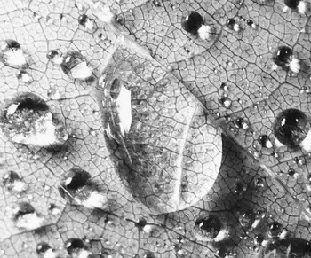 &nbsp; / Regentropfen. Makro