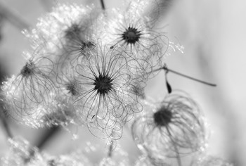 Black and white autumn / ***
