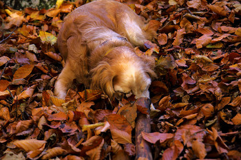 Disguised / ***