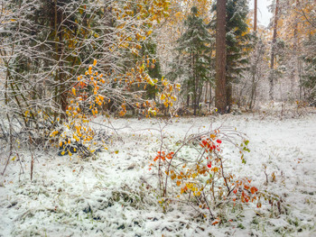 First snow / ***