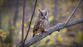 Screech-owl / ***