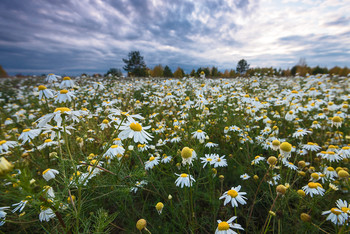 Field / ***