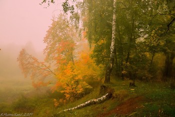 At the edge of forest / ***