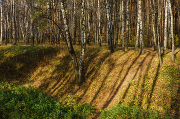 Autumn forest / ***