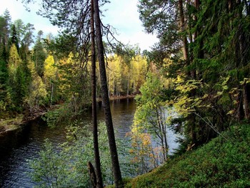 Autumn forest / ***