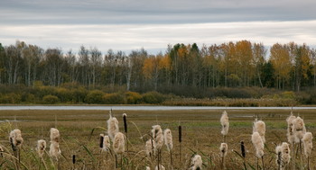 Forest Lake. / ***