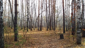 Autumn forest / ***