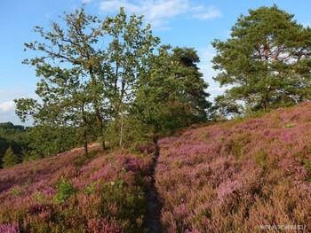 Fischbeker Heide Hamburg / https://www.youtube.com/watch?v=DMM68wkJe-g