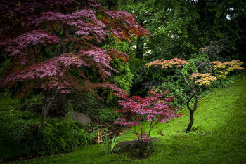 Japanese Garden / ***
