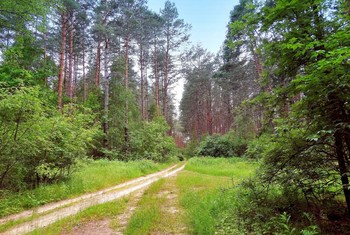 Forest Road / ***