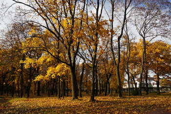 Autumn / __________