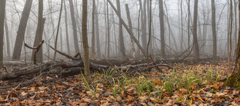 morning in the autumn forest / ***