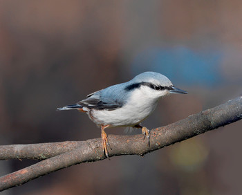 Nuthatch / ***