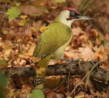 green woodpecker / ***