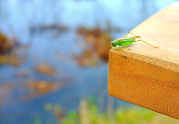 Farewell to the Indian summer / ***