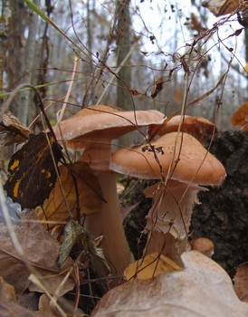 Honey mushrooms / ***