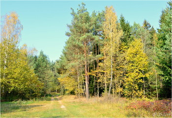 in the autumn forest / ***