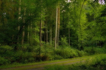 Summer morning / ***