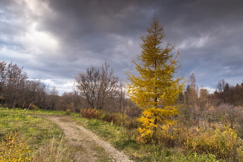 Larch / ***