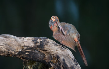 Northern Cardinal (female-juvenile) / ***