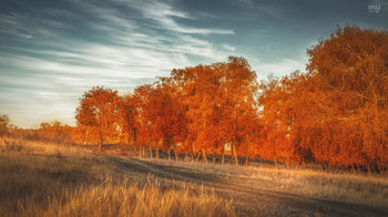 Morning in a birch grove. / ***