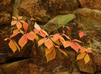 *Autumn sketch** / ***