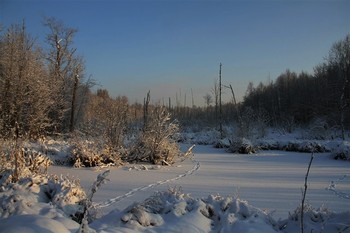 In forest / ***