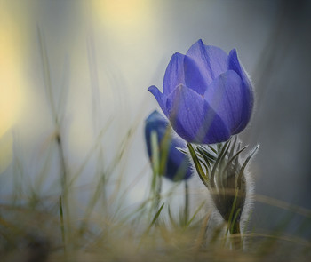 Dream of grass. / ***