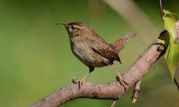 Wren / ***