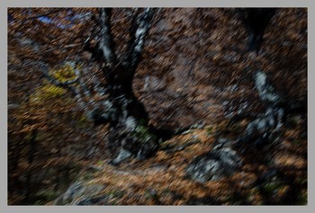 Autumn forest / ***