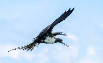 Magnificent Frigatebird (immature female) / ***