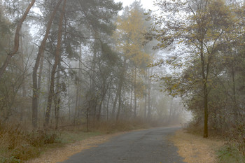 Misty autumn / ***