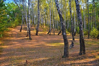 In forest / ***