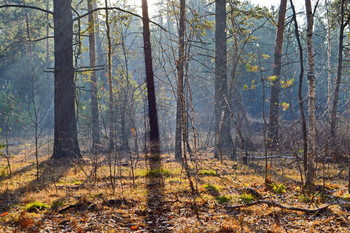 Autumn forest / ***