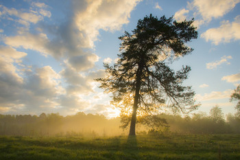 Lonely Pine / ***