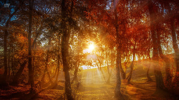 Morning in a birch grove. / __________________*__________________