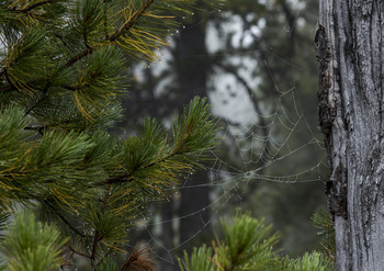 After the rain / ...