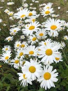 Remembering summer / ***