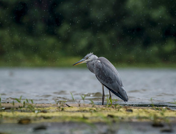 Rain / .....
