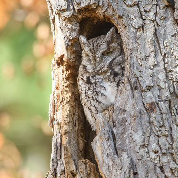 Eastern screech owl / ***
