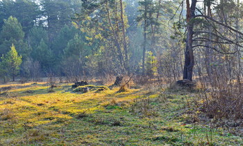 Forestry / ***