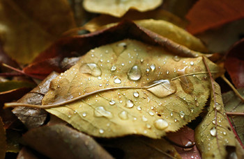 Rainy mood / ***