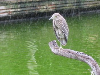 Rainy mood / ***