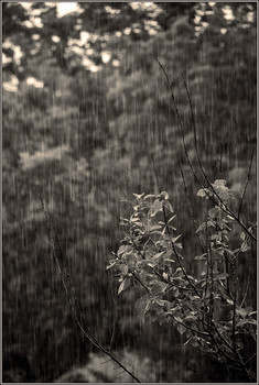 Rainy mood / ***