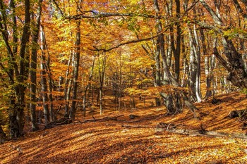 Crimean Forest / ***